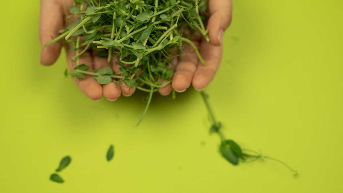 Crop anonymous person demonstrating fresh cress with wavy stems and small foliage on green background